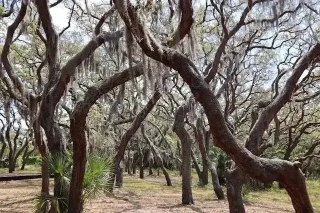 Lowcountry Hoodoo & Folklore: A Deep Dive into Spiritual Traditions and Protection Geechee Mama Candles