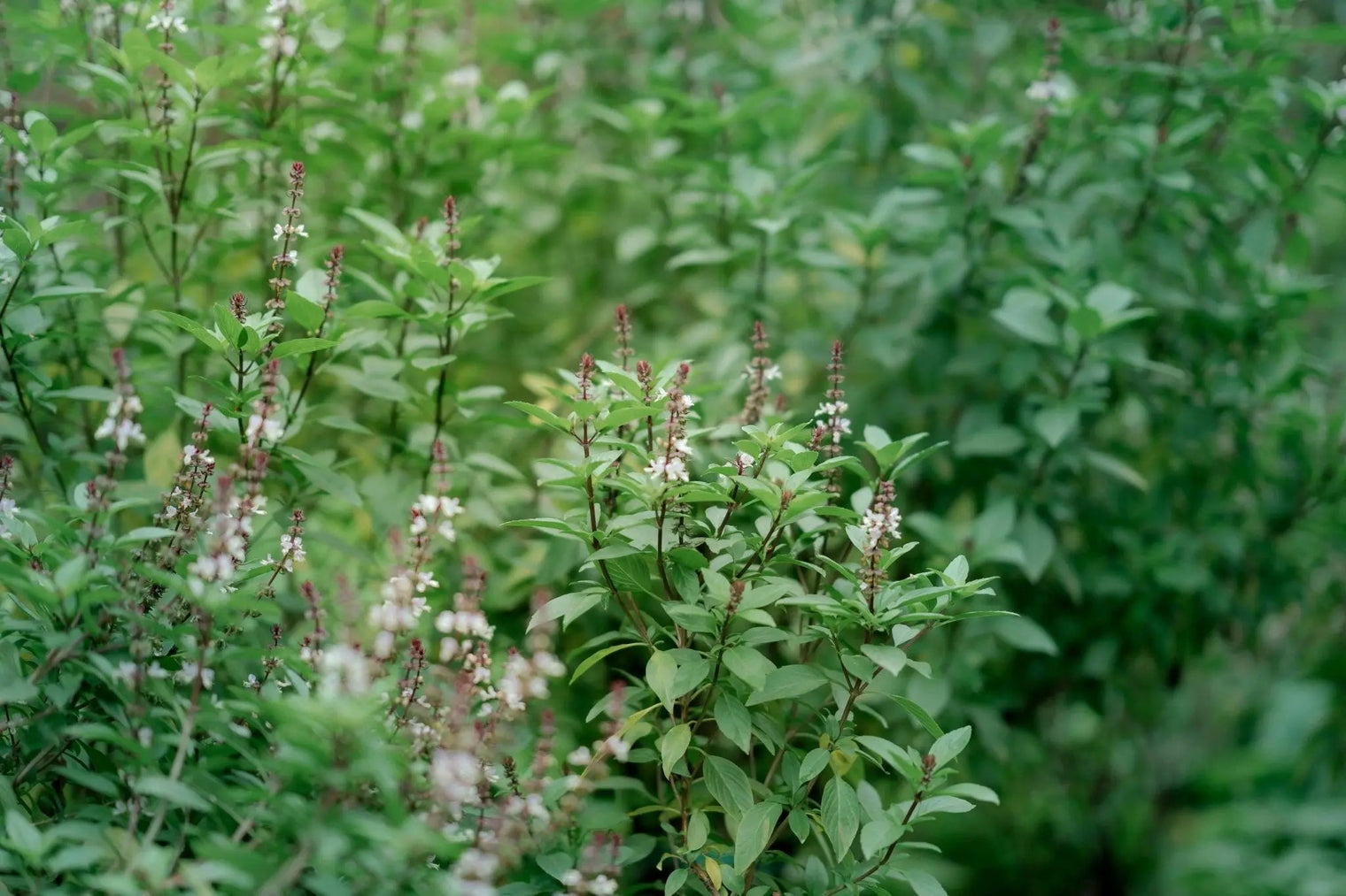 Lush Green Herb Garden