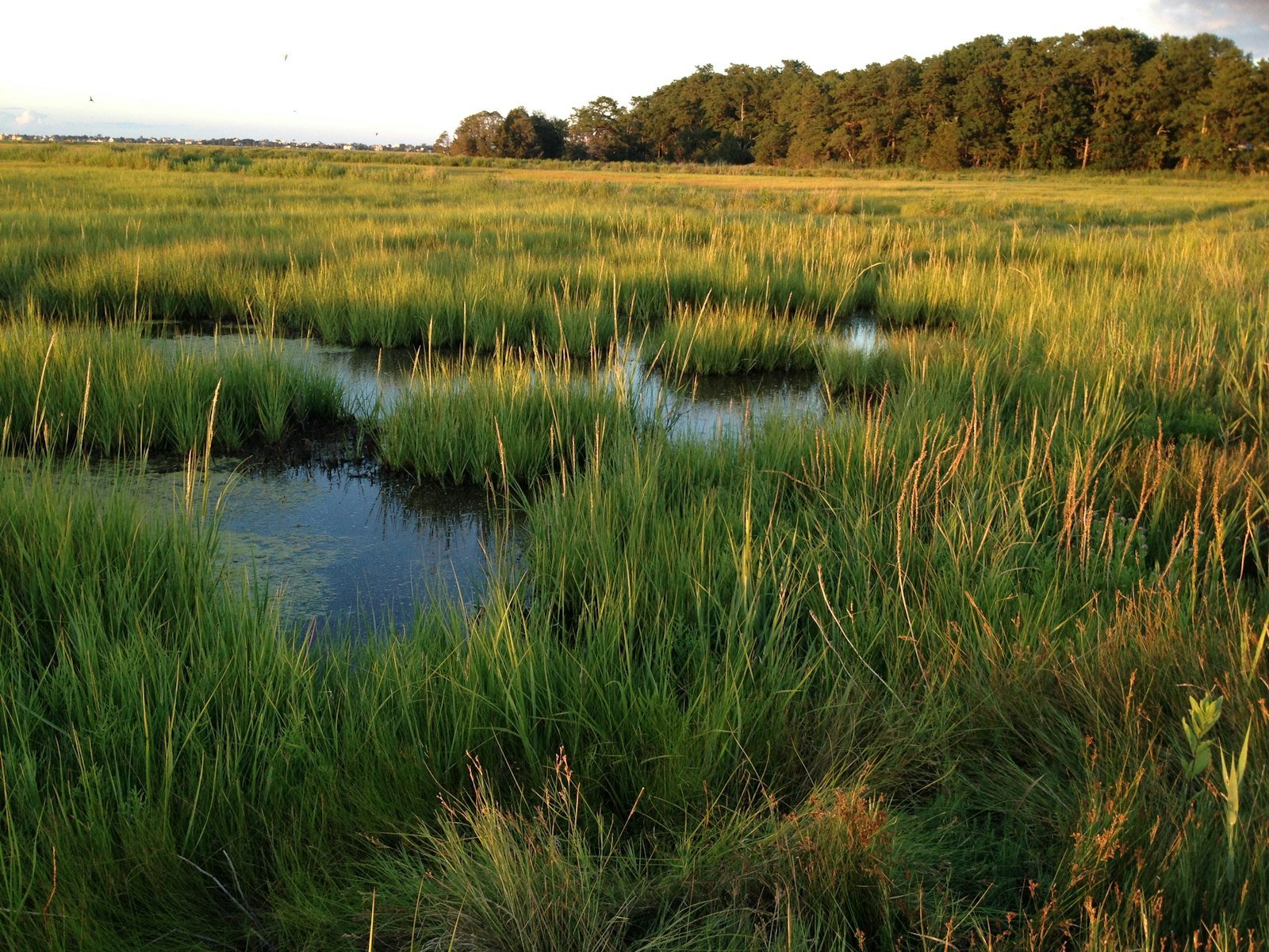 A field of tall marsh grass and tidal water surrounded by trees